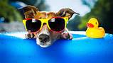 PISCINA PLEGABLE PARA MASCOTAS